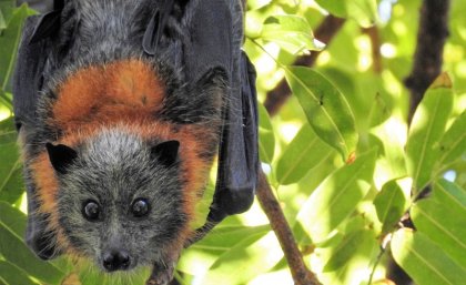 A spectacled flying fox hangs from a branch
